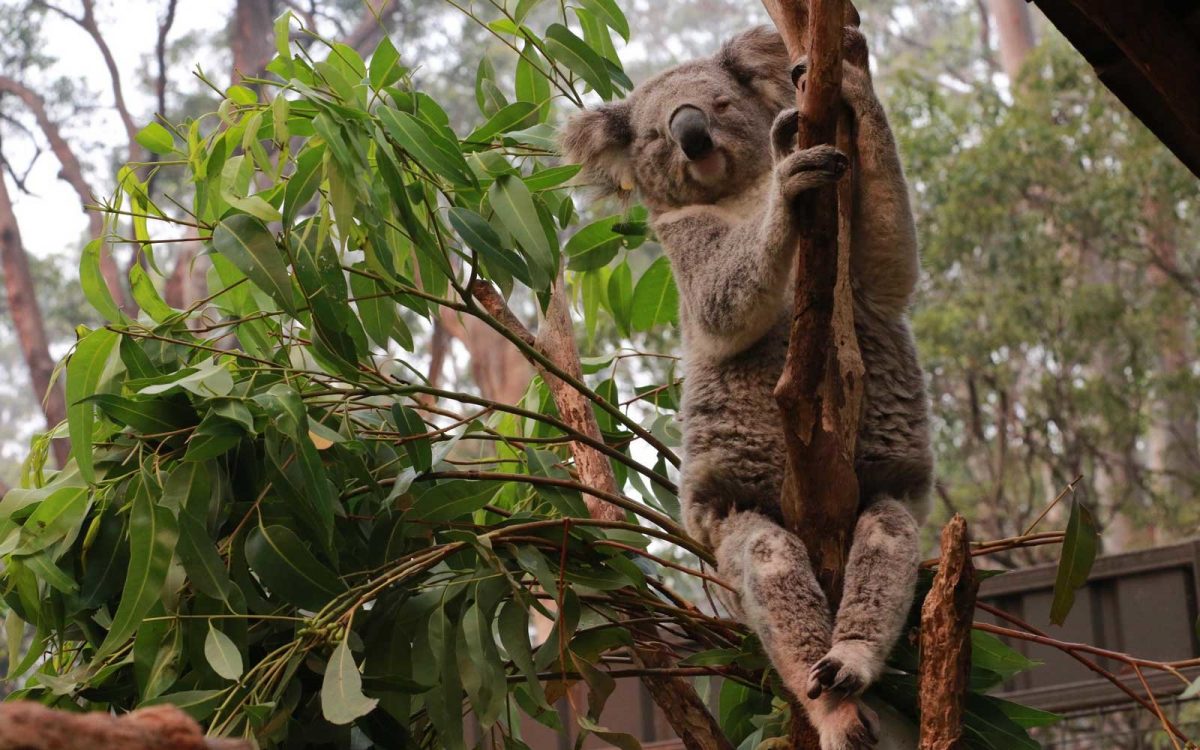 Koalas In Trouble Following The Destruction Of Their Habitat In ...