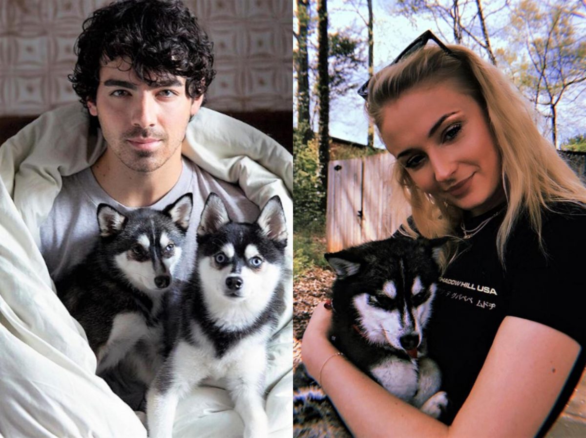 Sophie Turner and Joe Jonas' Dog Reportedly Killed in “Freak Accident”