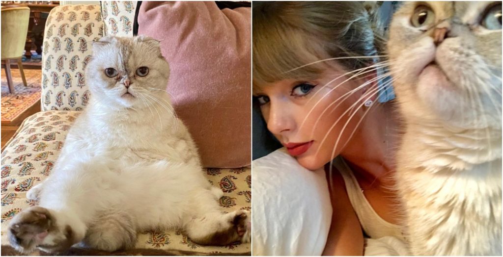 Taylor Swift's cat 3rd richest pet in the world